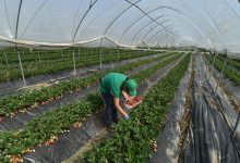 Фото - СФ предложил меры поддержки для инвесторов в сельское хозяйство в ДФО
