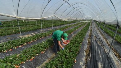 Фото - СФ предложил меры поддержки для инвесторов в сельское хозяйство в ДФО