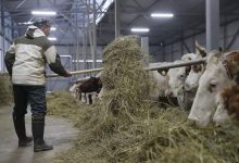 Фото - Саудовская Аравия увеличила число поставщиков молочной продукции и баранины из РФ