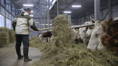 Фото - Саудовская Аравия увеличила число поставщиков молочной продукции и баранины из РФ